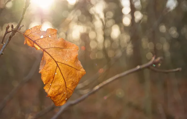 Картинка осень, солнце, макро, свет, лист, блики, жёлтый, размытие