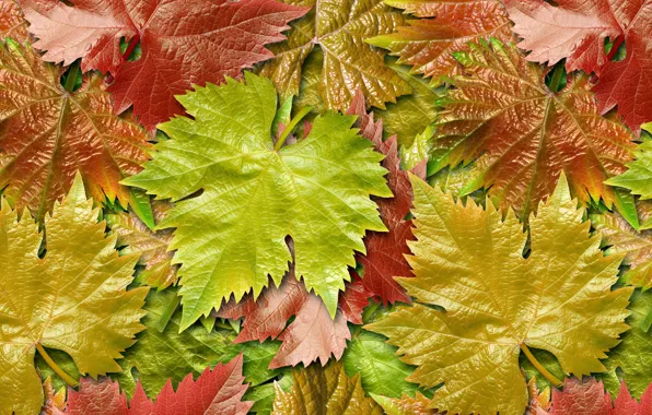Картинка осень, листья, виноград