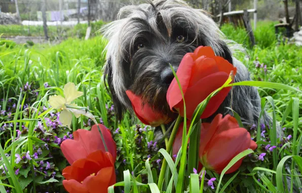 Картинка трава, цветы, яркие, собака, весна, тюльпаны