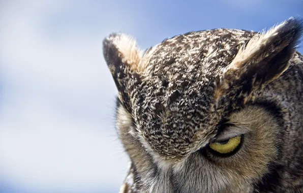 Картинка сова, Great Horned Owl, хмурая