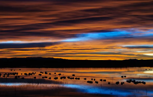 Картинка небо, облака, птицы, озеро, отражение, рассвет, утро, США, Нью-Мексико, заповедник