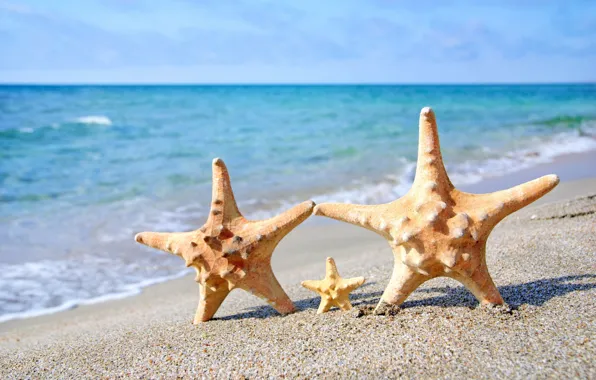 Картинка песок, море, пляж, морская звезда, summer, beach, sea, sand, starfish