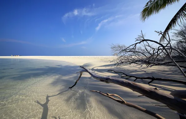 Картинка песок, пляж, ветки, океан, берег, остров, Мальдивы, Maldives, Embudu