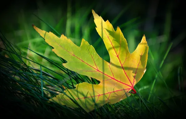 Картинка осень, трава, макро, желтый лист