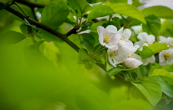 Картинка дерево, весна, яблоня, цвететение