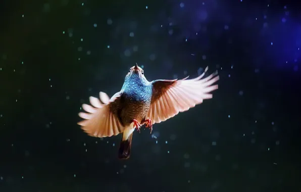 Картинка дождь, птица, крылья