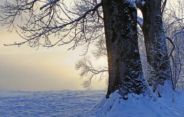Картинка зима, снег, деревья, закат, вечер