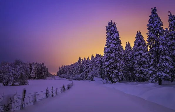 Картинка зима, лес, снег, деревья, закат, ели, сугробы, Испания, Spain, Бискайя, Страна Басков, Basque Country, Biscay