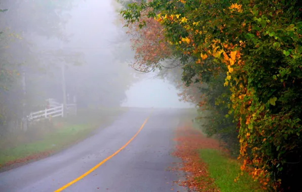 Картинка осень, асфальт, туман, разметка