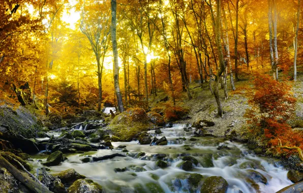 Картинка осень, лес, деревья, ручей, камни, листва, желтая