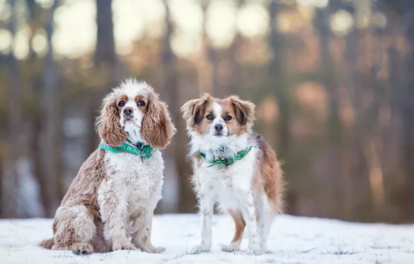 Картинка зима, собаки, снег