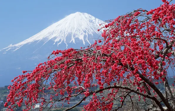 Картинка снег, дерево, япония, гора, сакура, пик, фудзияма
