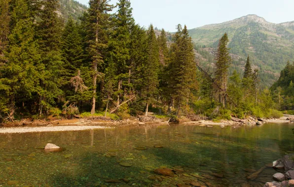 Картинка лес, деревья, горы, ручей, камни, США, Glacier National Park