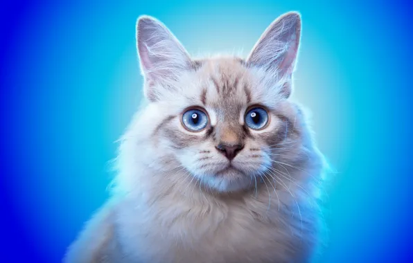 Картинка кот, взгляд, фон, животное, голубые глаза, ушки