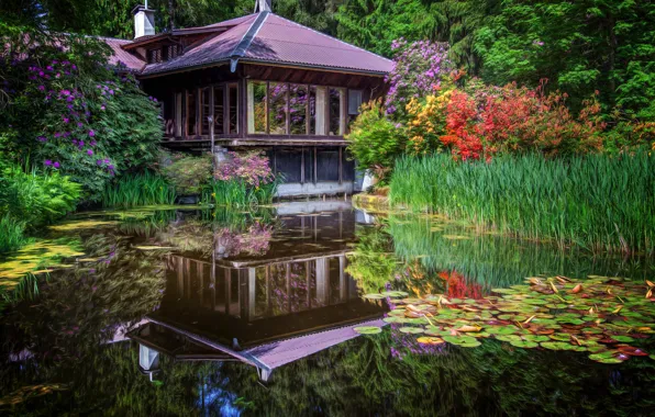 Картинка цветы, пруд, парк, отражение, камыши, Япония, домик