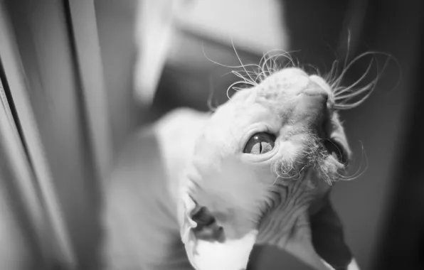 Картинка кот, взгляд, макро, черно-белое, сфинкс