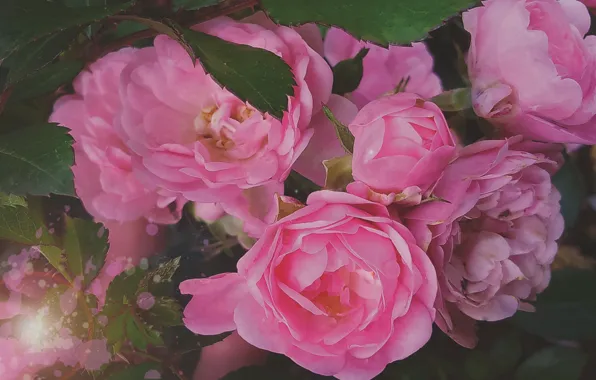 Картинка цветы, роза, растение
