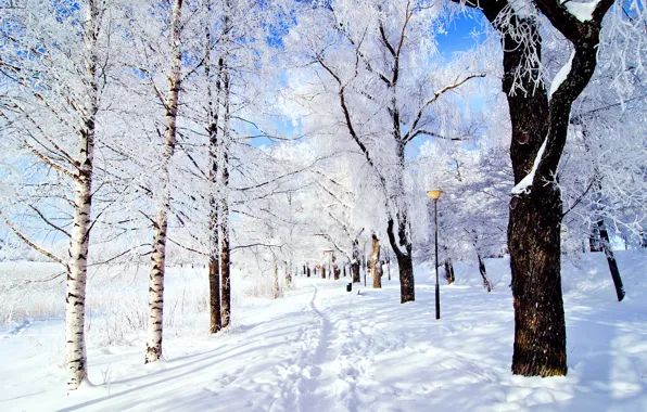 Картинка зима, иней, небо, снег, деревья, природа, парк