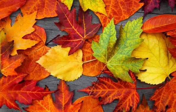 Картинка листья, дерево, colorful, autumn, leaves, осенние