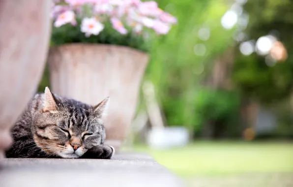 Картинка кошка, кот, морда, цветы, лапа, спит, вазон