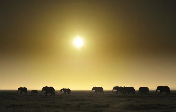 Картинка поле, закат, горизонт, слоны, стадо, живая природа
