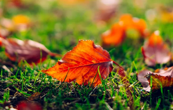 Картинка осень, трава, листья, макро, природа, лист, оранжевые