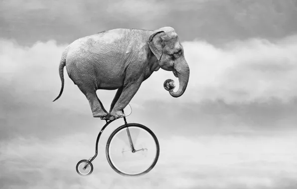 Картинка небо, велосипед, слон