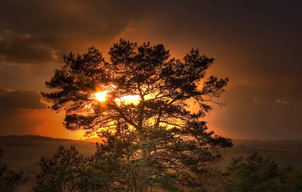 Картинка солнце, закат, дерево