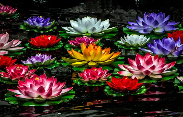Картинка лилии, разноцветные, водяные лилии