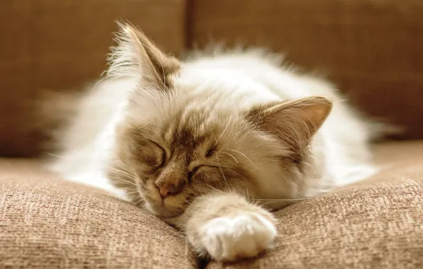 Картинка кошка, кот, котенок, диван, пушистый, спит