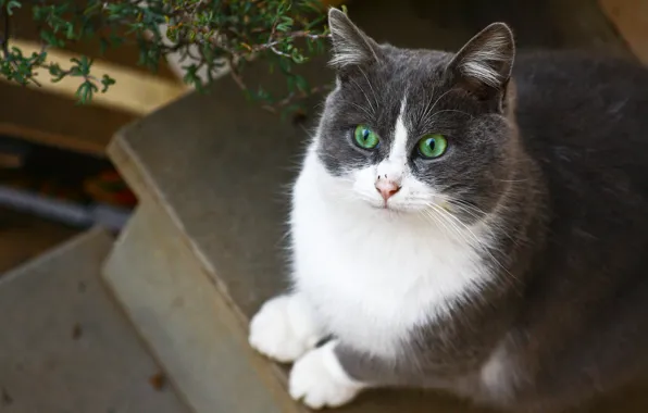 Картинка кошка, сидит, зеленоглазая, бело-серая