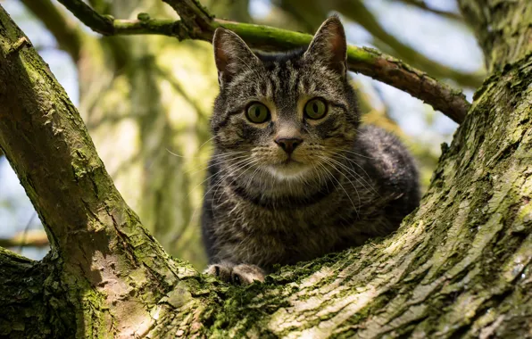Картинка кошка, кот, взгляд, дерево, на дереве