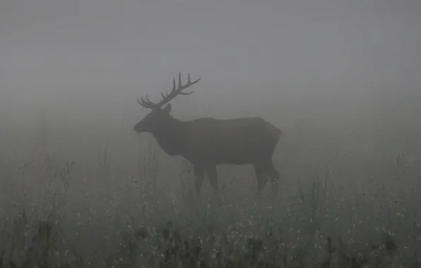 Картинка misty, ghost, fog, darkness, elk
