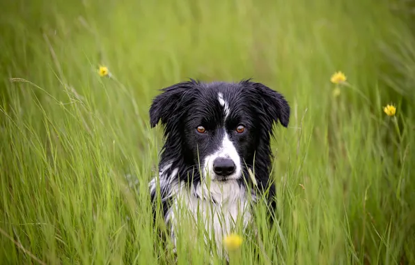 Картинка трава, взгляд, друг, собака