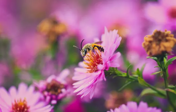 Картинка цветок, макро, природа, пчела