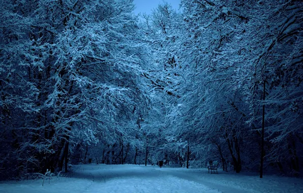 Картинка зима, дорога, снег, деревья, природа, парк, прогулка