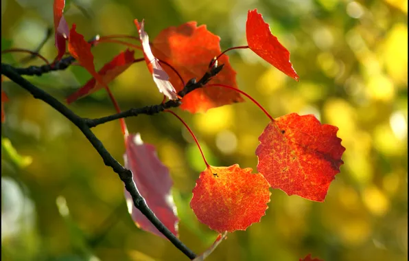 Картинка осень, листья, макро, дерево