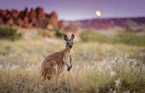 Картинка утро, Австралия, кенгуру