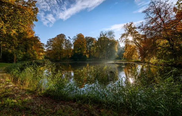 Картинка осень, небо, трава, солнце, деревья, пруд, парк, Нидерланды, De Haar Castle Park