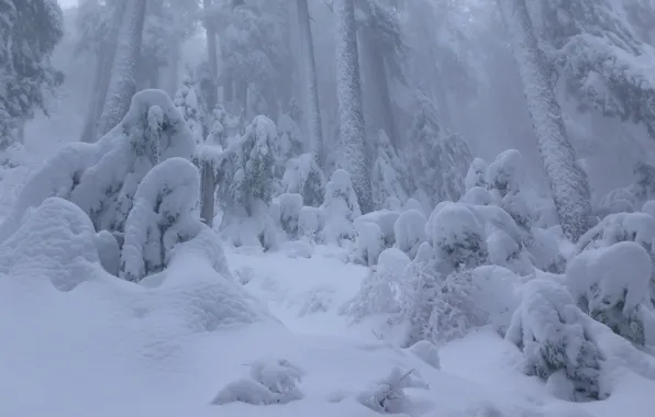 Картинка зима, лес, снег, Канада, сугробы, Ванкувер, Canada, British Columbia, Vancouver, Британская Колумбия