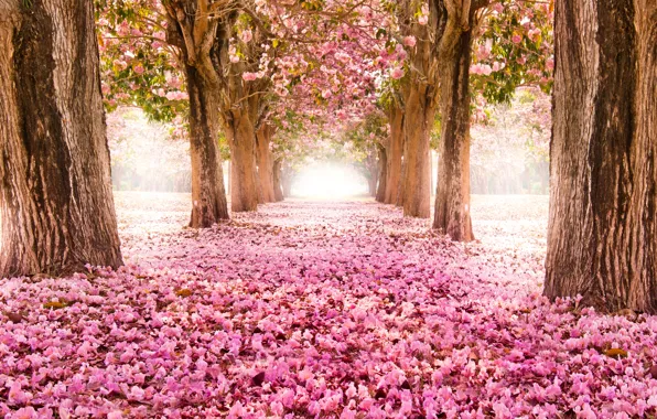 Картинка дорога, деревья, цветы, природа, парк, сакура, розовые, аллея, цветение