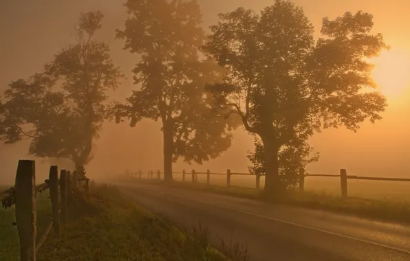 Картинка дорога, поле, деревья, туман