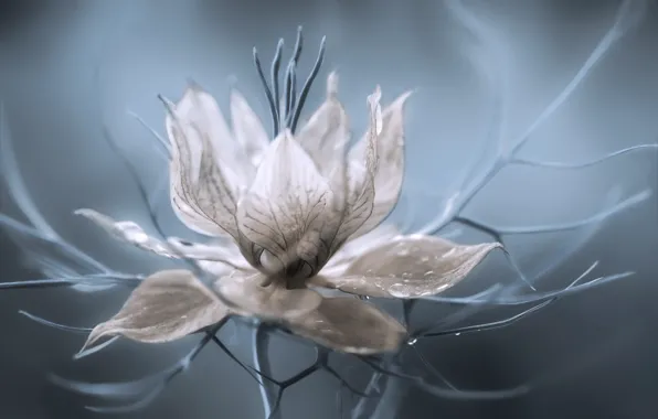 Картинка цветок, макро, природа, Nigella Damascena