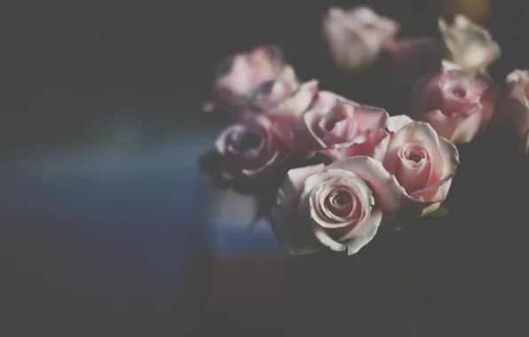 Картинка цветы, розы, лепестки, розовые