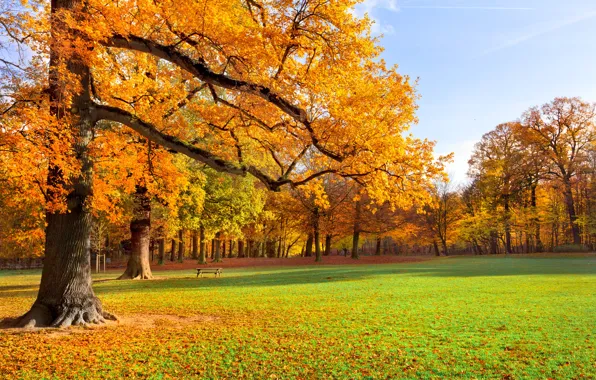 Картинка осень, трава, листья, деревья, пейзаж, скамейка, природа, парк, желтые, лавка, скамья