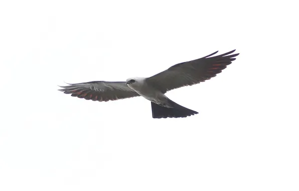 Картинка птица, крылья, хищник, полёт, взмах, Mississippi kite, Ictinia mississippiensis, Миссисипский коршун