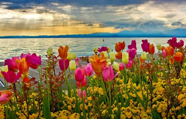 Картинка небо, облака, цветы, горы, озеро, Италия, тюльпаны, весни, garda
