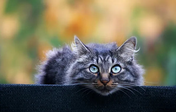 Картинка кот, взгляд, серый, фон, пушистый