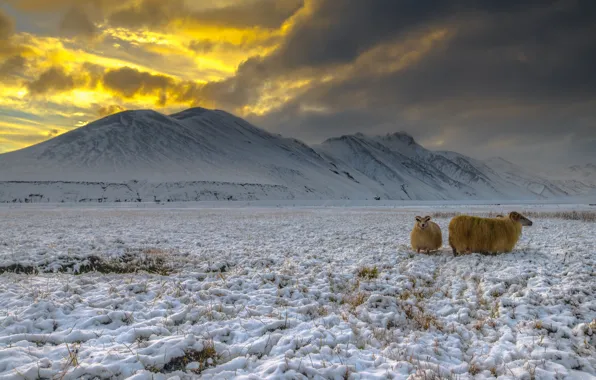 Картинка снег, Исландия, высокогорье, козы, Ландманналейгар