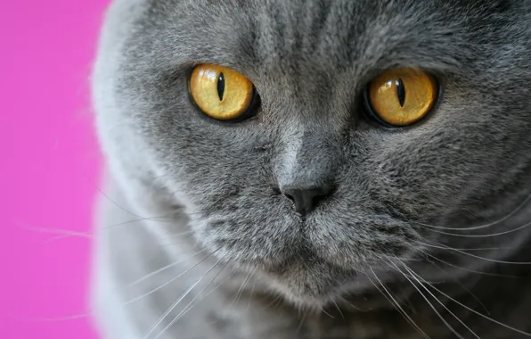 Картинка кошка, глаза, кот, усы, взгляд, мордочка, Британская короткошёрстная кошка